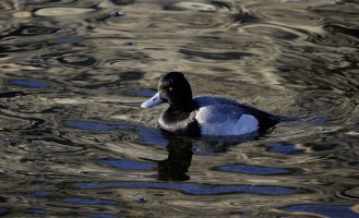 Lesser Scaup CR5_152789.jpg