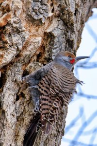 EOS R7_1727-Enhanced-NR-Edit.jpg