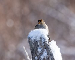 EOS R7_1755-Enhanced-NR.jpg