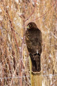 EOS R7_1898-Enhanced-NR-Edit.jpg