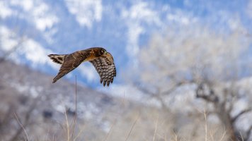 EOS R7_1816-Enhanced-NR-Edit.jpg