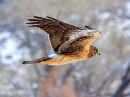 EOS R7_1868-Enhanced-NR-Edit.jpg