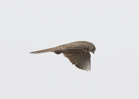 Kestrel.gif