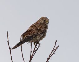 3R3A5435-DxO_Kestrel.jpg