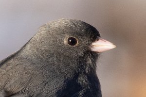 Headshot 500 II-2455.jpg