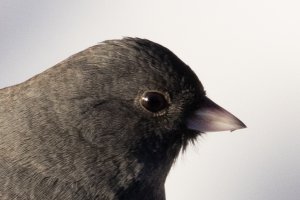 Headshot 150-600S-2502.jpg