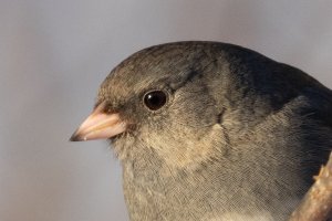 Headshot 500 II + 1.4tc-2651.jpg