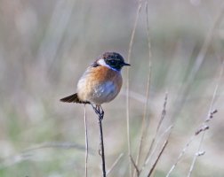 309A0215-DxO_male_stonechat_shaut.jpg