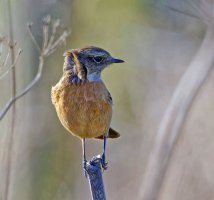 309A0178-DxO_Female_stonechat_shaut.jpg