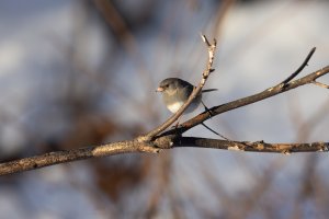 Headshot 500 14tc-2651.jpg Headshot 500 14tc-2651.jpg