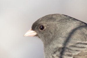 Headshot EF 100-400 14tc-2368.jpg