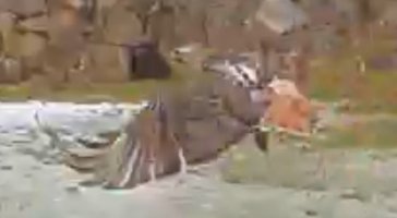 RedTail.jpg RedTail.jpg