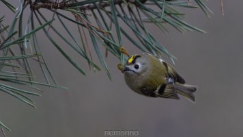 goldcrest in pine_02.jpg