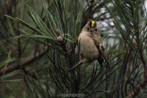 goldcrest in pine.jpg