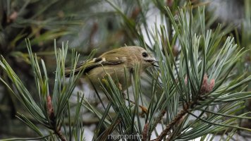 goldcrest in pine_03.jpg