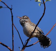 Cactus Wren singing and displaying CR5_155026.jpg