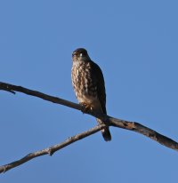 Merlin juv CR5_155536.jpg