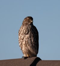 Cooper's Hawk juv CR5_154354.jpg