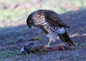 Cooper's Hawk juv breakfast CR5_154506.jpg