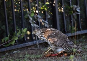 Cooper's Hawk juv Breakfast reduced CR5_154685.jpg