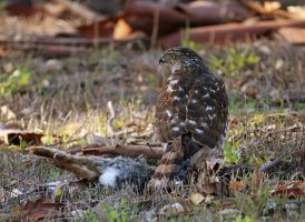 Cooper's Hawk juv breakfast reduced CR5_155496.jpg