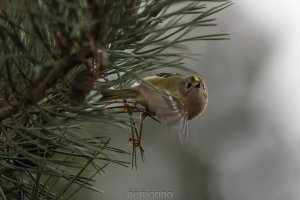 more goldcrest in pine.jpg