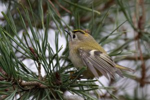 more goldcrest in pine_03.jpg