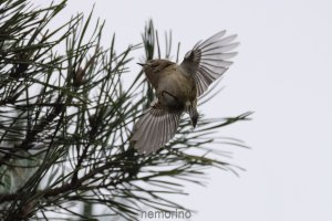 more goldcrest in pine_02.jpg