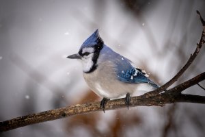 small--5.jpg small--5.jpg