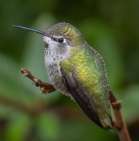 E57A1994-Enhanced-NR.jpg E57A1994-Enhanced-NR.jpg