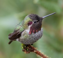 E57A1984-Enhanced-NR.jpg E57A1984-Enhanced-NR.jpg