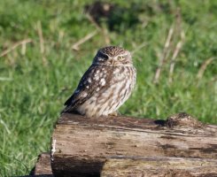 309A0109-DxO_Little_Owl_800mm.jpg 309A0109-DxO_Little_Owl_800mm.jpg