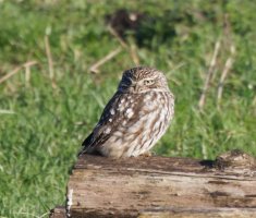 309A0134-DxO_Little_Owl_1000mm-lsss.jpeg 309A0134-DxO_Little_Owl_1000mm-lsss.jpeg