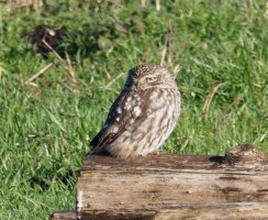 3R3A5635-DxO_Little_Owl_400mm.jpg 3R3A5635-DxO_Little_Owl_400mm.jpg