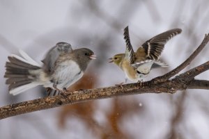 small-1631.jpg small-1631.jpg