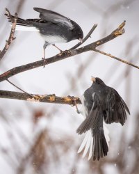 small-.jpg small-.jpg