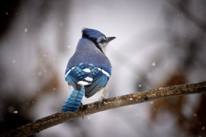 small-2037.jpg small-2037.jpg