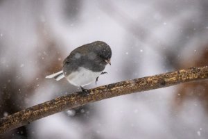 small-2207.jpg small-2207.jpg