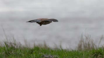 Common kestrel with prey_04.jpg