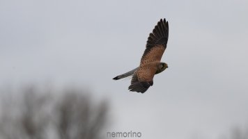 Common kestrel with prey_03.jpg