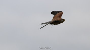 Common kestrel with prey.jpg