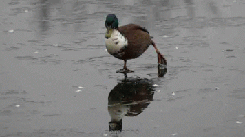 duck skate big.gif