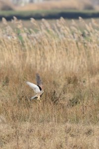 20240110 1110 Canon EOS R8 - Canon RF 100-500mm F4.5-7.1L IS USM at 500.0 mm - 55.78 m - Elec...jpeg