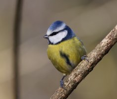 309A0418-DxO_Bluetit.jpg