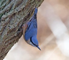 309A0495-DxO_Nuthatch_looking_down_shaut.jpg