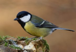 3R3A5758-DxO_Great_tit small.jpg