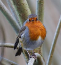 3R3A5861-DxO_Robin_face_on small.jpg