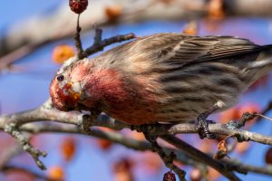 small-3084.jpg small-3084.jpg