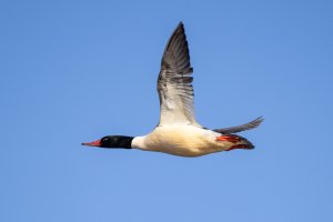 small-3327.jpg small-3327.jpg