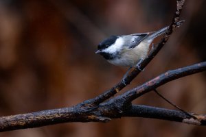 small--8.jpg small--8.jpg